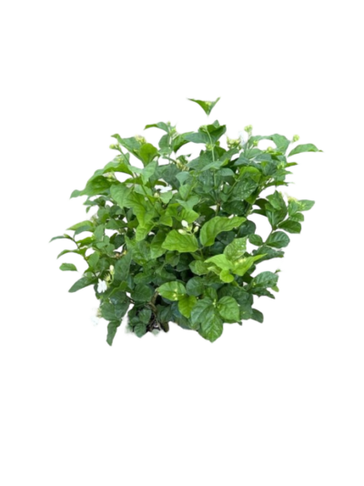 Jasmine - Image 3
